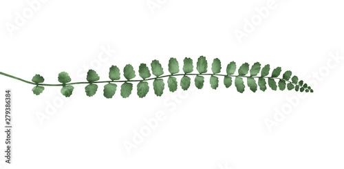 Asplenium trichomanes fern isolated on white background. Botanical illustration. photo