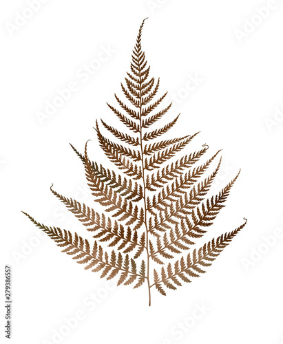 fern herbarium on white