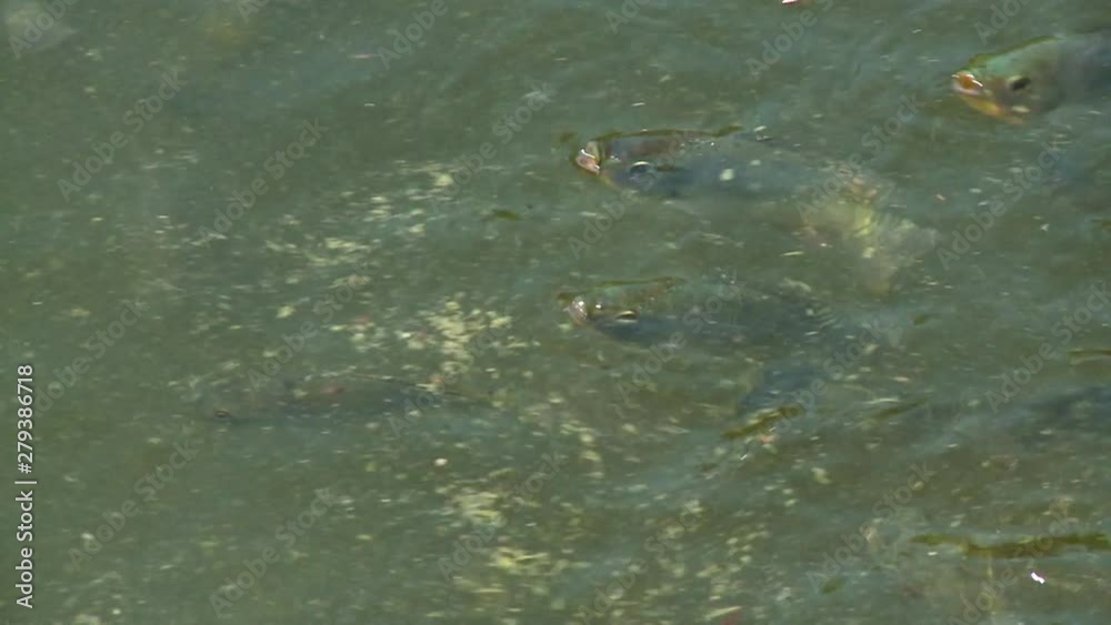 A hand held, panning, close up shot of fishes coming out of the water for oxygen and food. A hand held, panning, close up shot of fishes coming out of the water for oxygen and food.