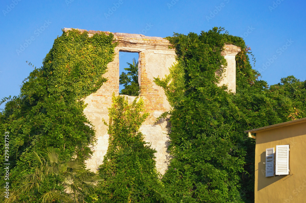 Fototapeta premium Summer of ruined building. Wall of abandoned house overgrown with green ivy on a sunny day. Montenegro
