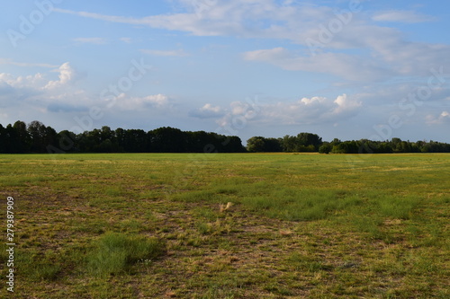 Grüne Grasslanschaft in Deutschland