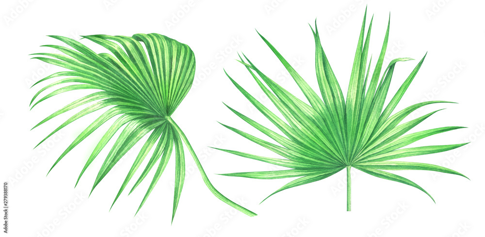 Watercolor palm leaves isolated on white background.