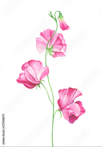 Watercolor sweet pea flowers on white background photo