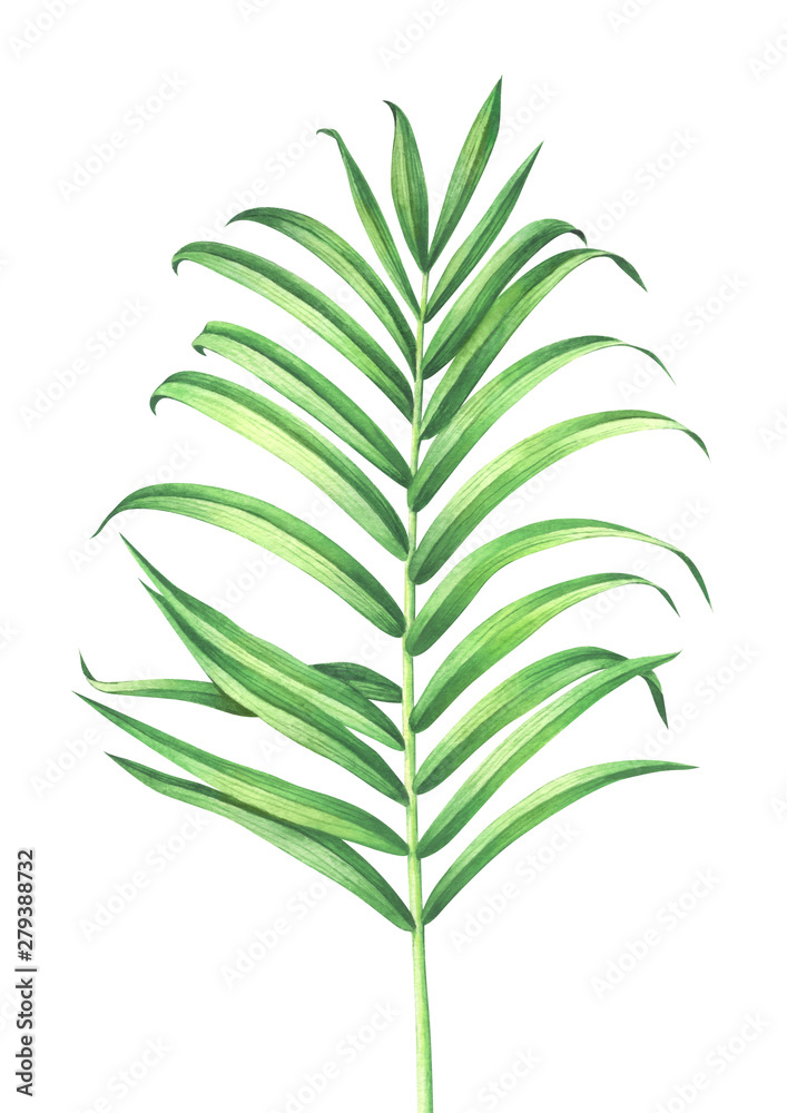 Watercolor tropical palm leaf isolated on white background.