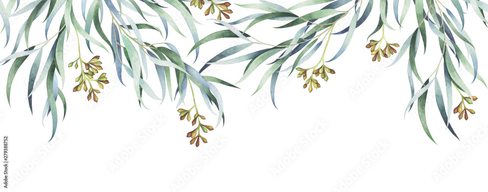 Eucalyptus branches isolated on white. Watercolor hand drawn illustration.