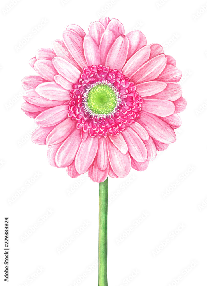 Pink watercolor gerbera on white background