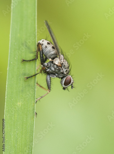 Diptera or flies perched on green vegetation in a humid place © JUANFRANCISCO