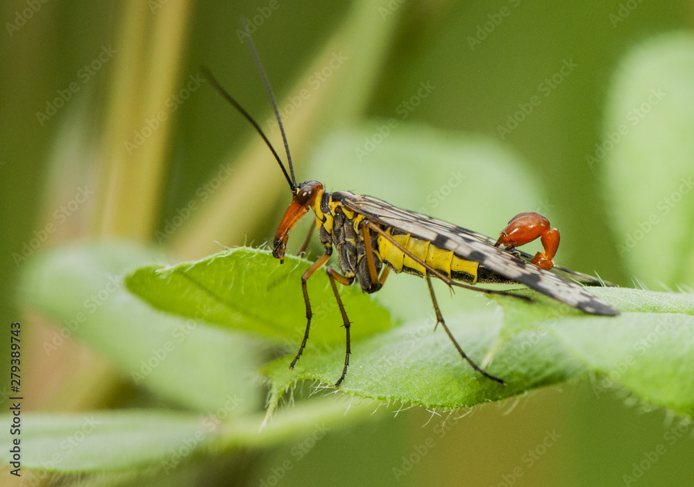 Panorpa meridionalis fly scorpion peculiar insect of threatening aspect and intense yellow color but inoffensive Panorpa meridionalis fly scorpion peculiar insect of threatening aspect and intense yellow color but inoffensive