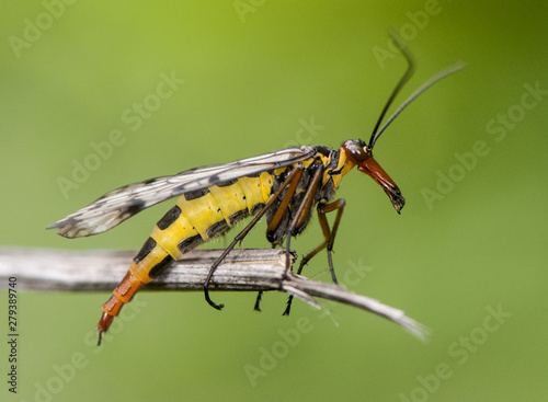 Panorpa meridionalis fly scorpion peculiar insect of threatening aspect and intense yellow color but inoffensive © JUANFRANCISCO