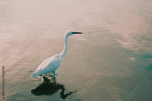 White Egret is looking for food in the river.