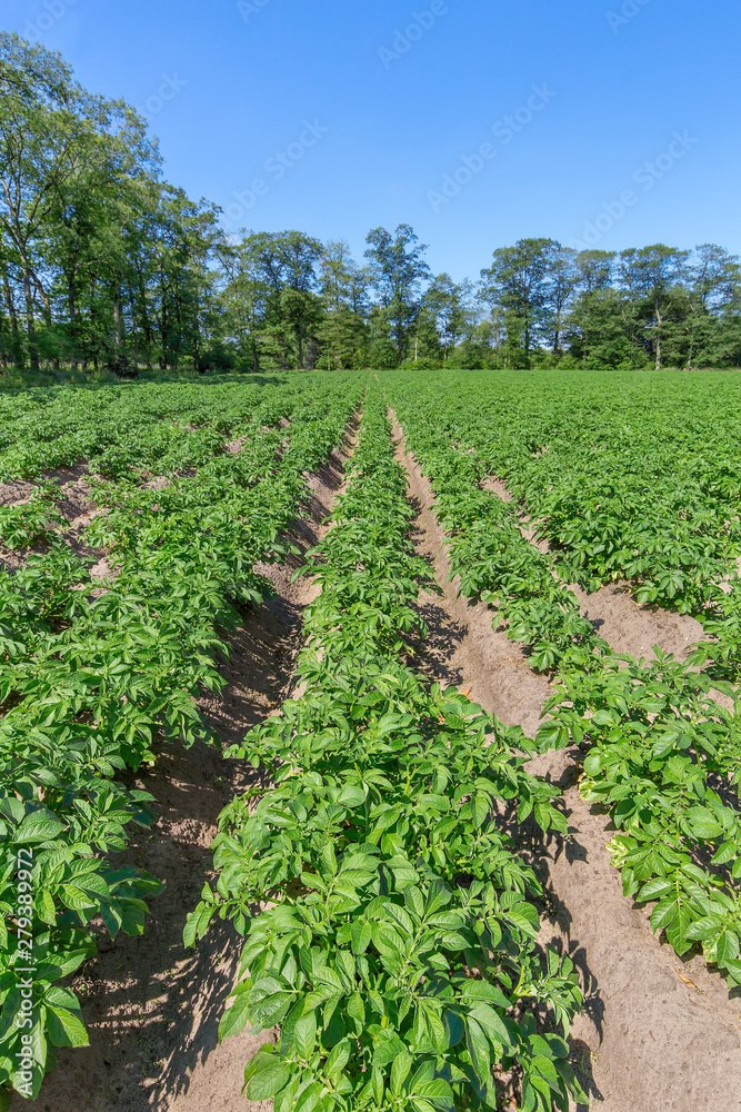 Potato field with rows of potato plants in Holland