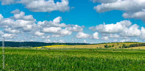  Corn field in the foreground against the backdrop of beautiful nature on a summer day