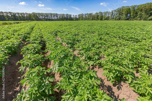Landscape with potato plants in dutch potato field © benschonewille