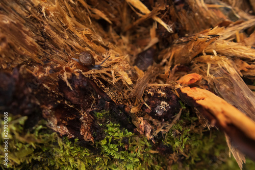 Small snail on shredded tree in the forest photo