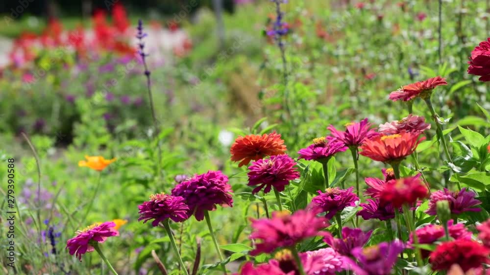 Summer flowers and butterfly summer day nature 4k video Summer flowers and butterfly summer day nature 4k video