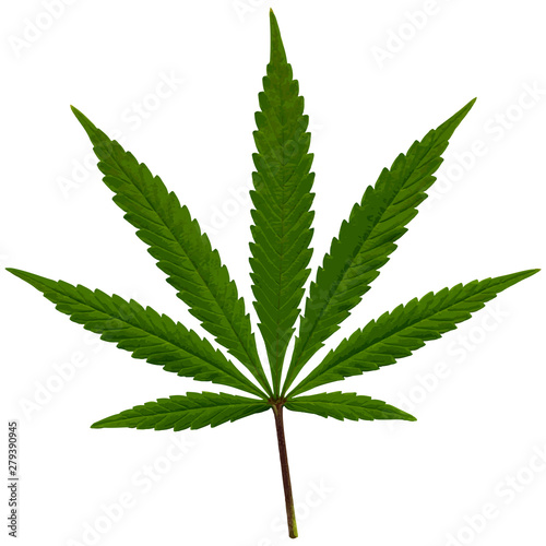 Marijuana Fan Leaf Sativa