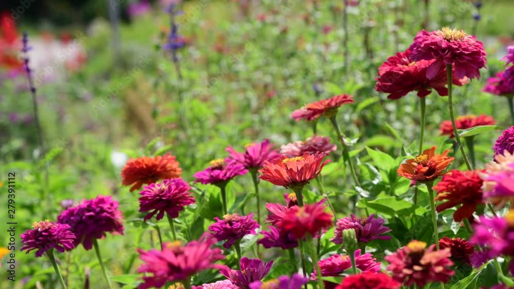 Summer flowers and butterfly summer day nature 4k video Summer flowers and butterfly summer day nature 4k video