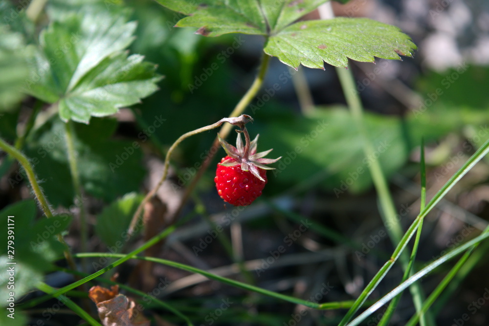 Ripe red berries of wild strawberry close-up. Close up of wild strawberries Ripe red berries of wild strawberry close-up. Close up of wild strawberries
