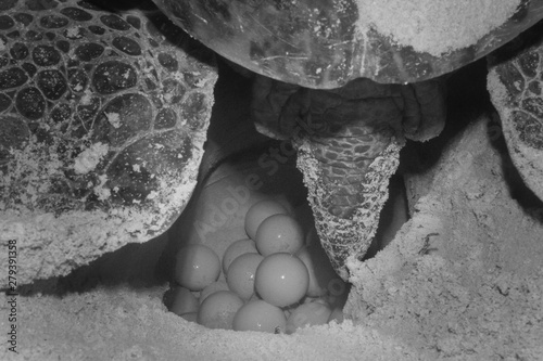 COZUMEL, Mexico: sea turtle nest on the beach, nesting season, black and white