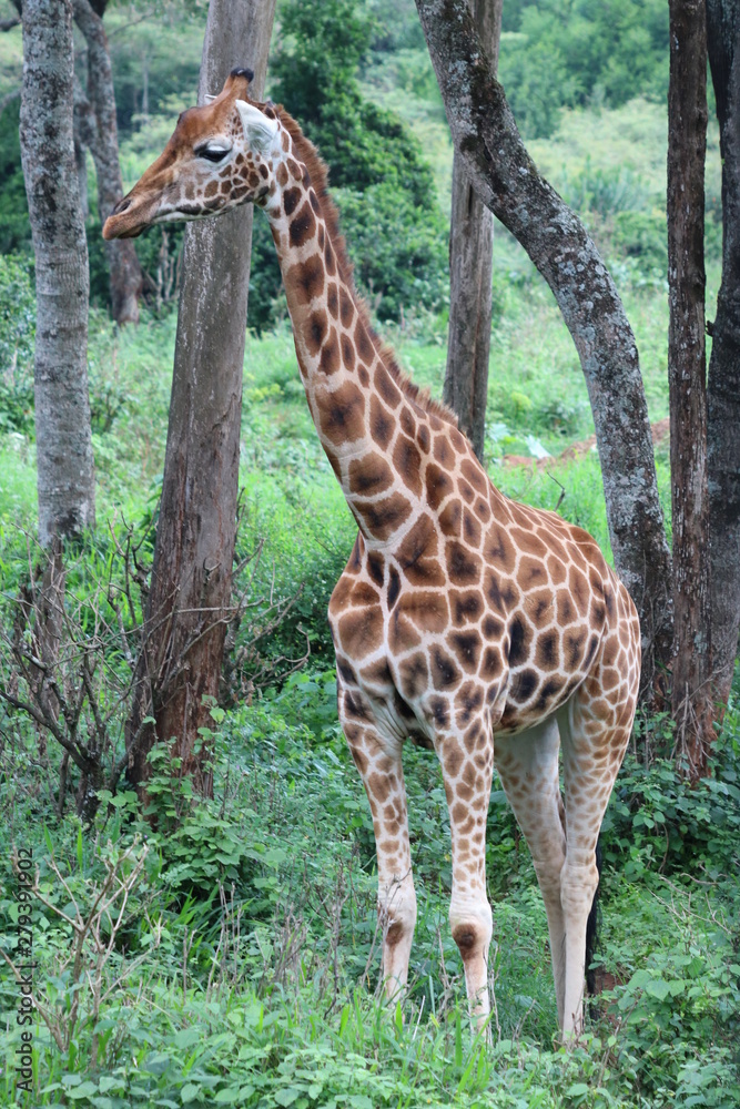 Rothschild's Giraffe in Forest - Full Body Rothschild's Giraffe in Forest - Full Body