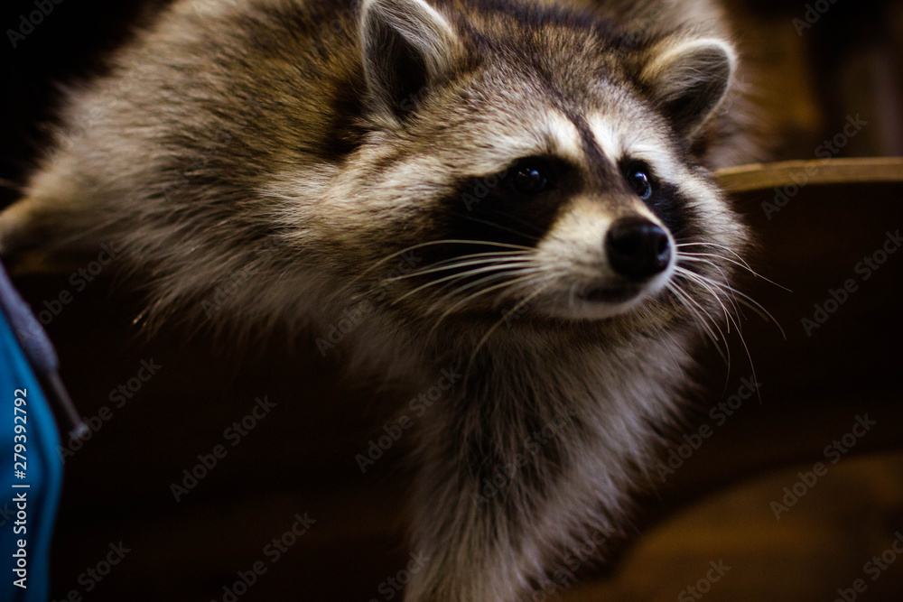 raccoon on a white background