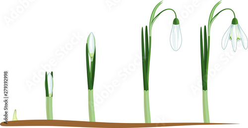 Life cycle of Galanthus nivalis or Common snowdrop. Stages of growth from sprout to flowering plant with green leaves and white flower isolated on white background