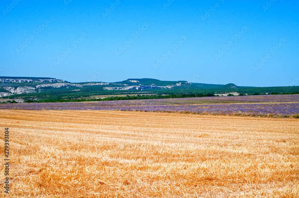 Field of lavender and mown wheat. Beautiful summer landscape.