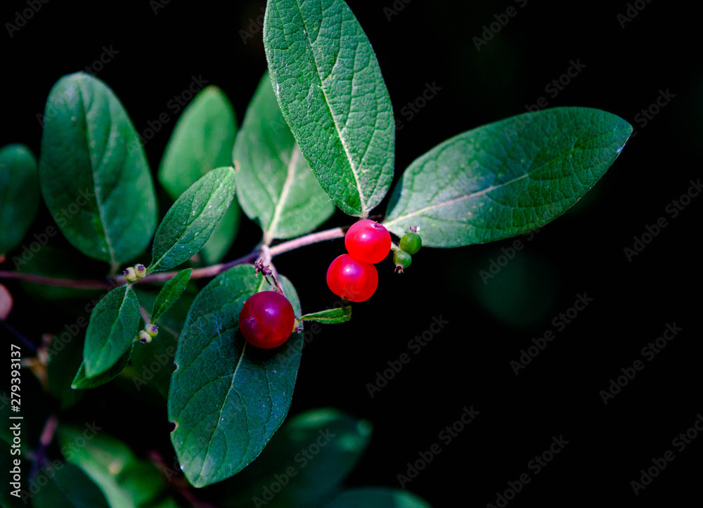 Red berries and green leaves with dark background isolated