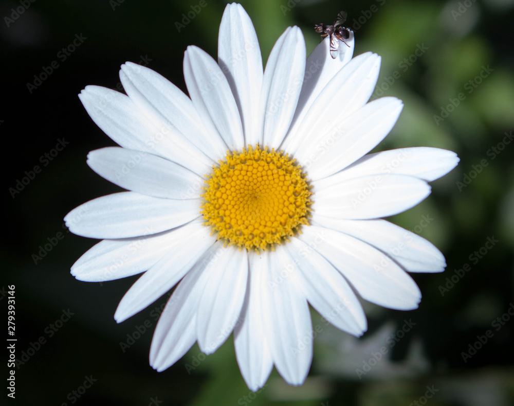 Singe white daisy with insect on pedal isolated Singe white daisy with insect on pedal isolated