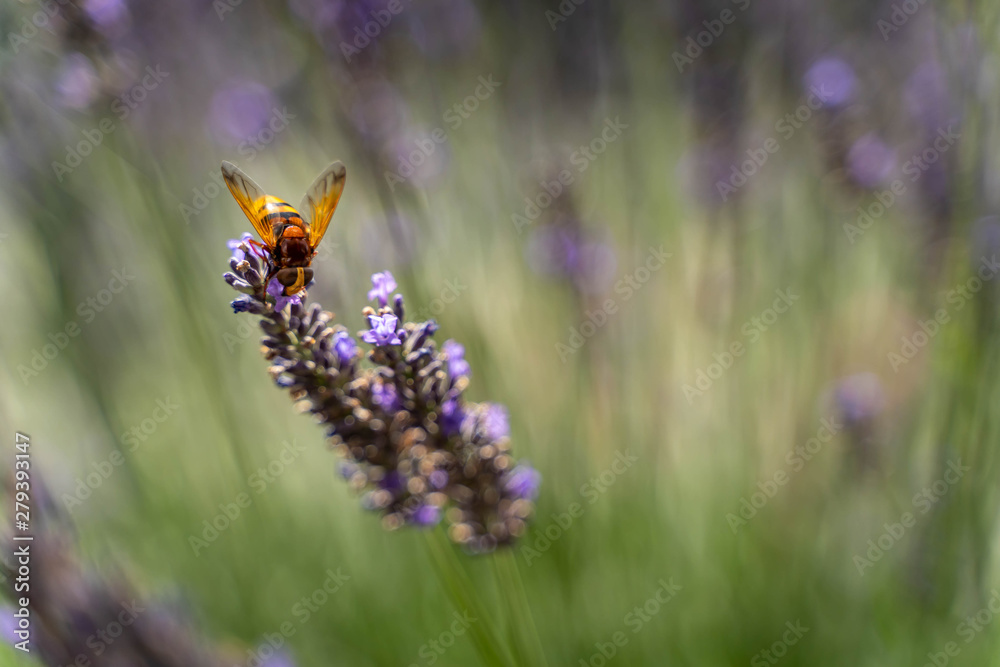Bee collects pollen from lavender flowers, blurred background with selective focus Bee collects pollen from lavender flowers, blurred background with selective focus