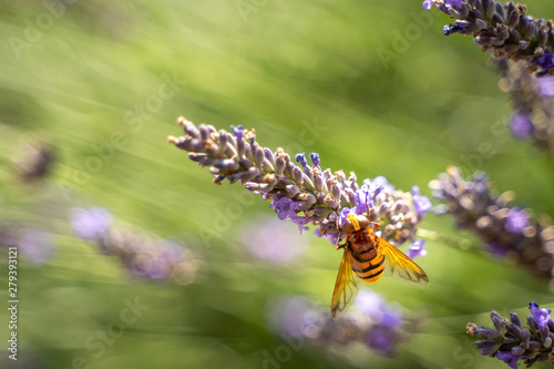 Bee collects pollen from lavender flowers, blurred background with selective focus © SpandowStockPhoto