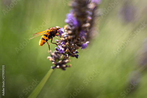 Bee collects pollen from lavender flowers, blurred background with selective focus