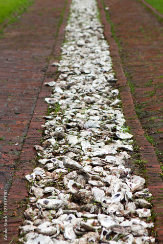 Path of white sea shell
