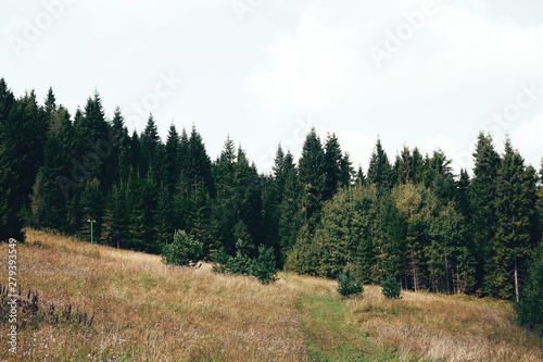 Beautiful view on green mountain hills with forest in sunny day. Trees and woods in Carpathian mountains. Exploring Europe. Mountain landscape