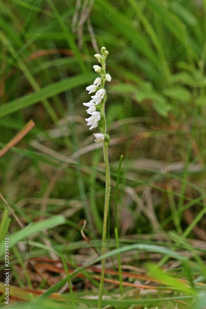 Blühendes Kriechendes Netzblatt (Goodyera repens)