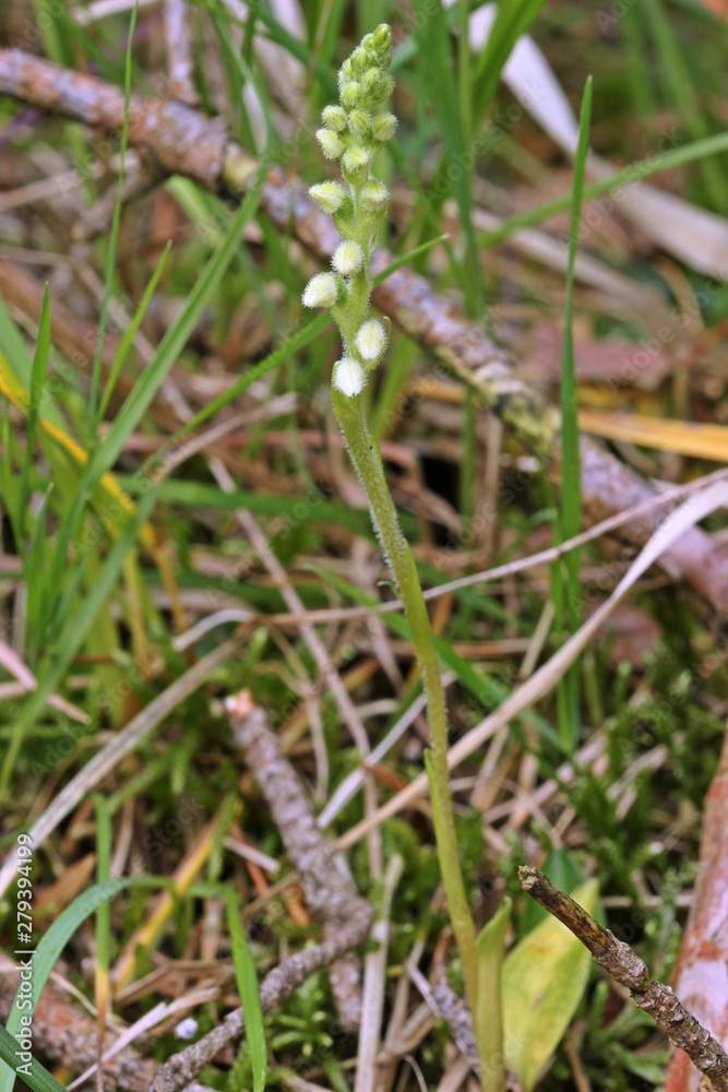 Blühendes Kriechendes Netzblatt (Goodyera repens) Blühendes Kriechendes Netzblatt (Goodyera repens)