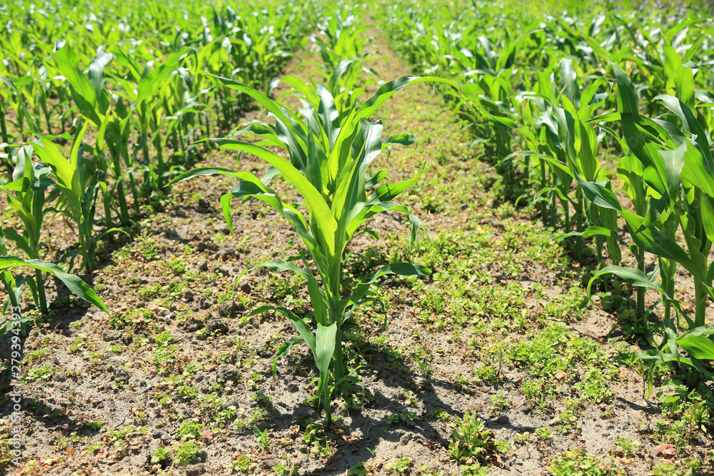Młoda zielona roślina kukurydzy na polu w równych rządkach. - obrazy, fototapety, plakaty 