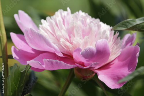 pink peony flower in garden