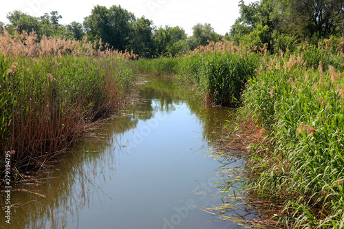 river channel with reed background