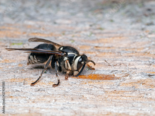bald faced hornet, Dolichovespula maculata, chewing old wood for nest building, side view
