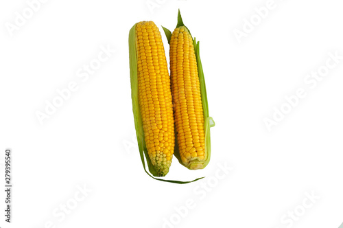 Corn fruit on a white background. Front view. Space for text and advertising.