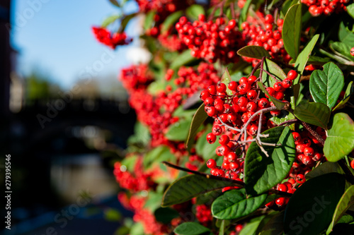 Rowanberry with a bridge over water canal in the background