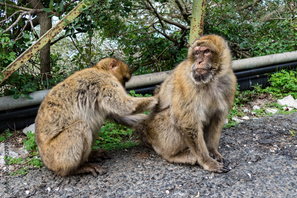 Obraz premium Braffe Macaca sylvanus Affe Fels von Gibraltar