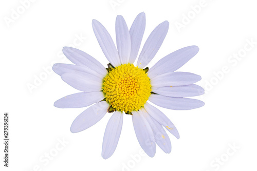 Daisy flower isolated on white background