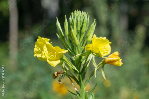 evening primrose yellow flowers