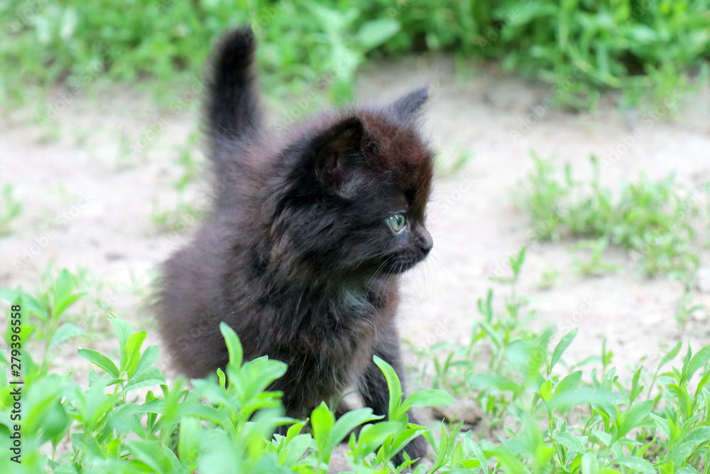 black little kitten in the grass