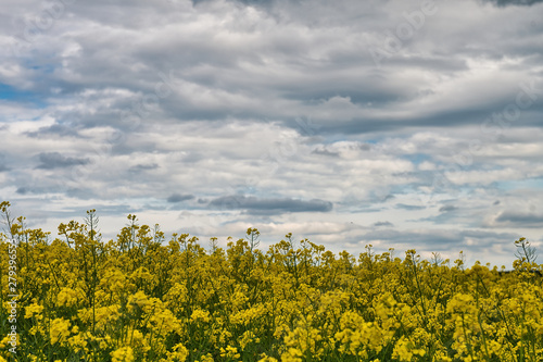 Field with rape and blue sky with clouds photo