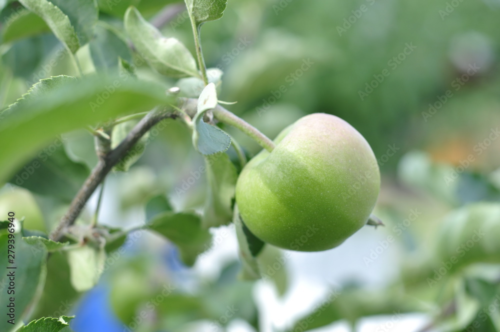 Green unripe apples on a tree with foliage ripen in the sun Green unripe apples on a tree with foliage ripen in the sun