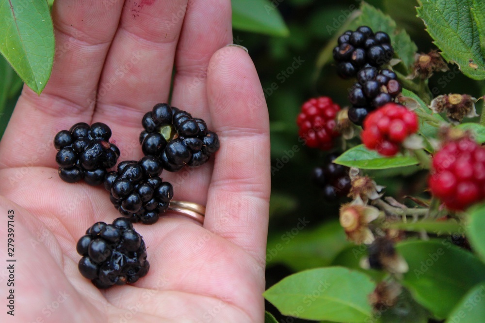 Fresh Blackberries on the bush in Summer Fresh Blackberries on the bush in Summer