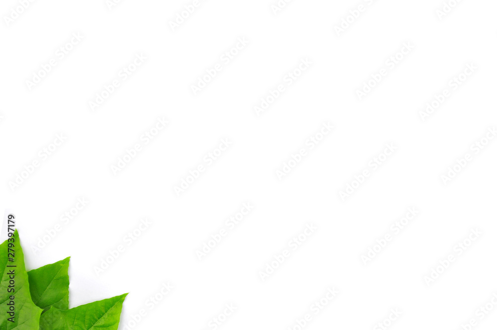 Fototapeta premium Green leaf isolated background